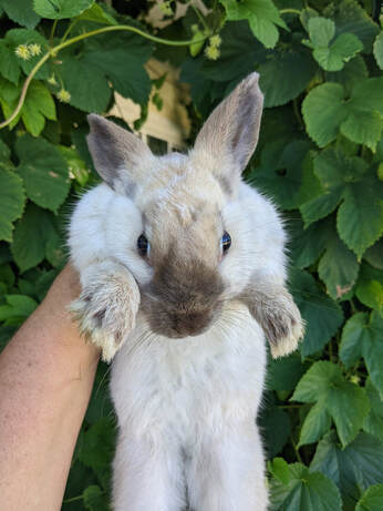 The original photo of a grey-brown rabbit being held by one hand against a backdrop of green leaves.