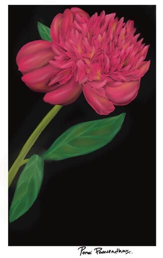 A pink hybrid flower on a black backdrop that looks like an amalgamation of Rose and Dahlia.